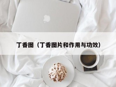 丁香图（丁香图片和作用与功效）