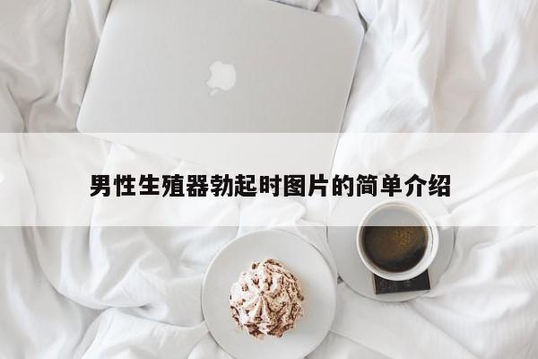 男性生殖器勃起时图片的简单介绍